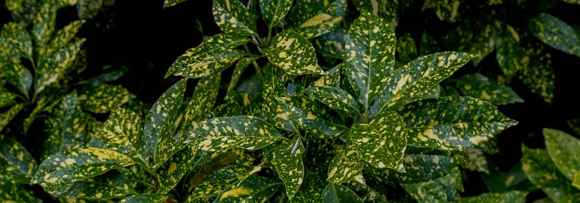 How to protect Aucuba from diseases and pests?