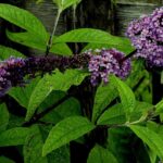 Diseases and pests of the butterfly bush