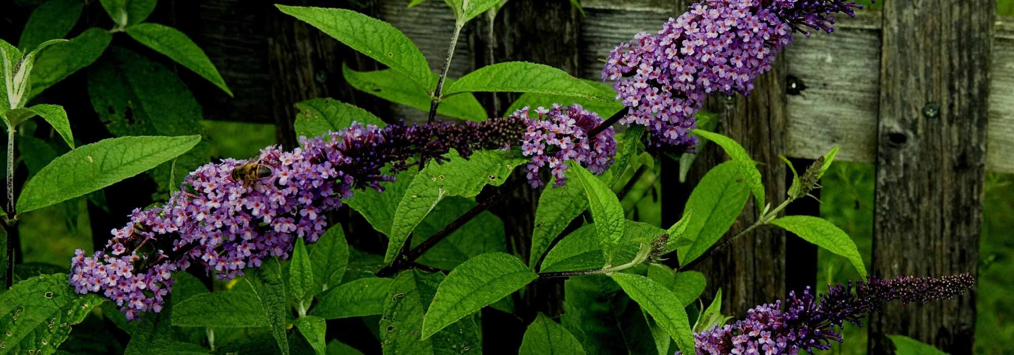 Diseases and pests of the butterfly bush