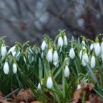 5 early winter flowering bulbs