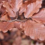 Choosing a beech tree for your garden
