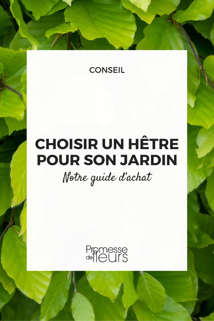 which Fagus to choose