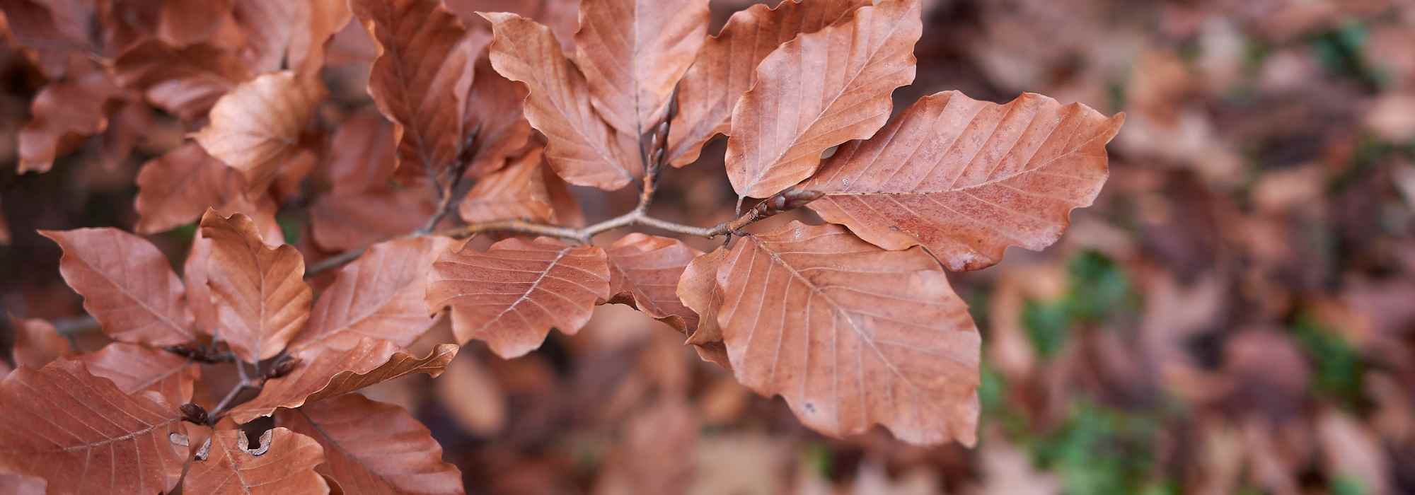 Choosing a beech tree for your garden