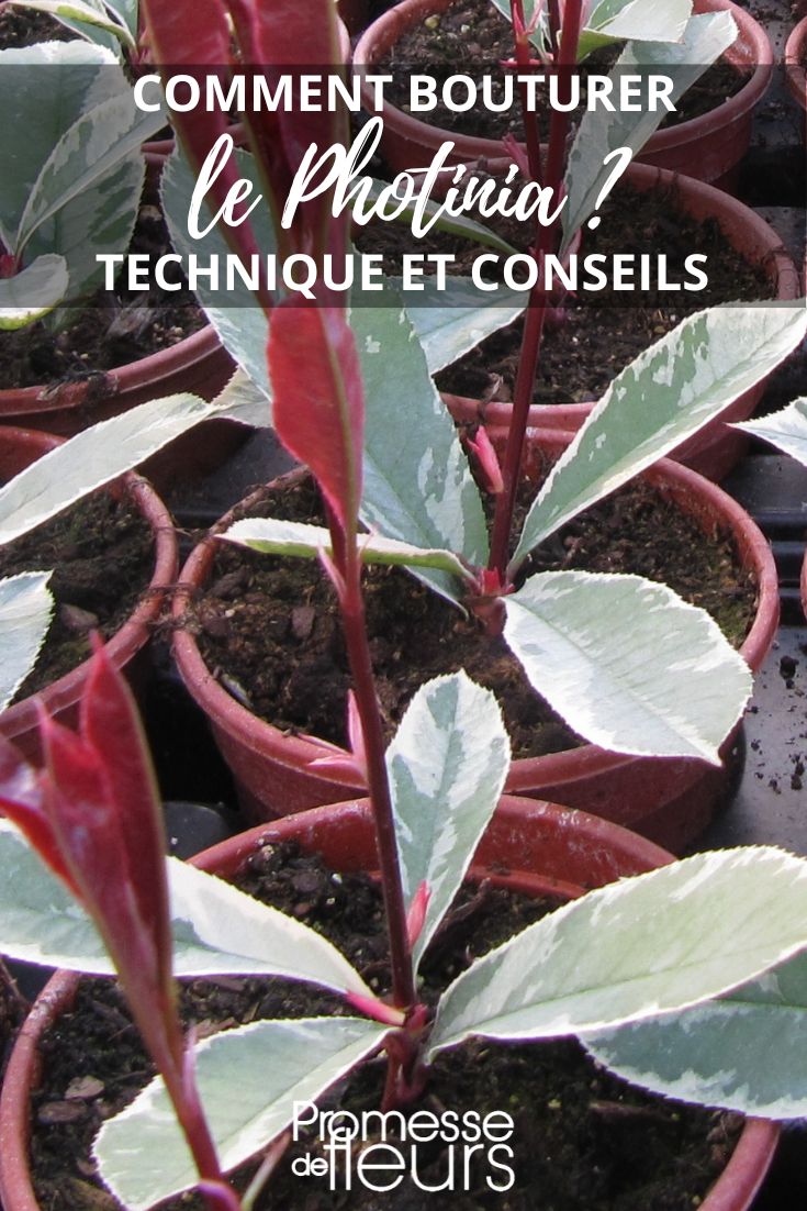 Propagation by cuttings and multiplication of Photinia