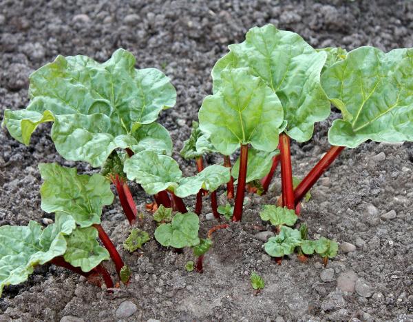 When and how to transplant rhubarb?