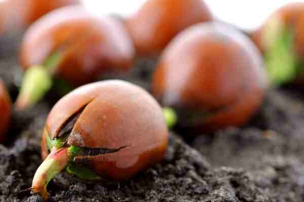 How to germinate tree seeds?
