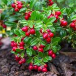 How to harvest and store cranberries?