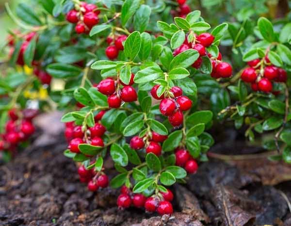 How to harvest and store cranberries?