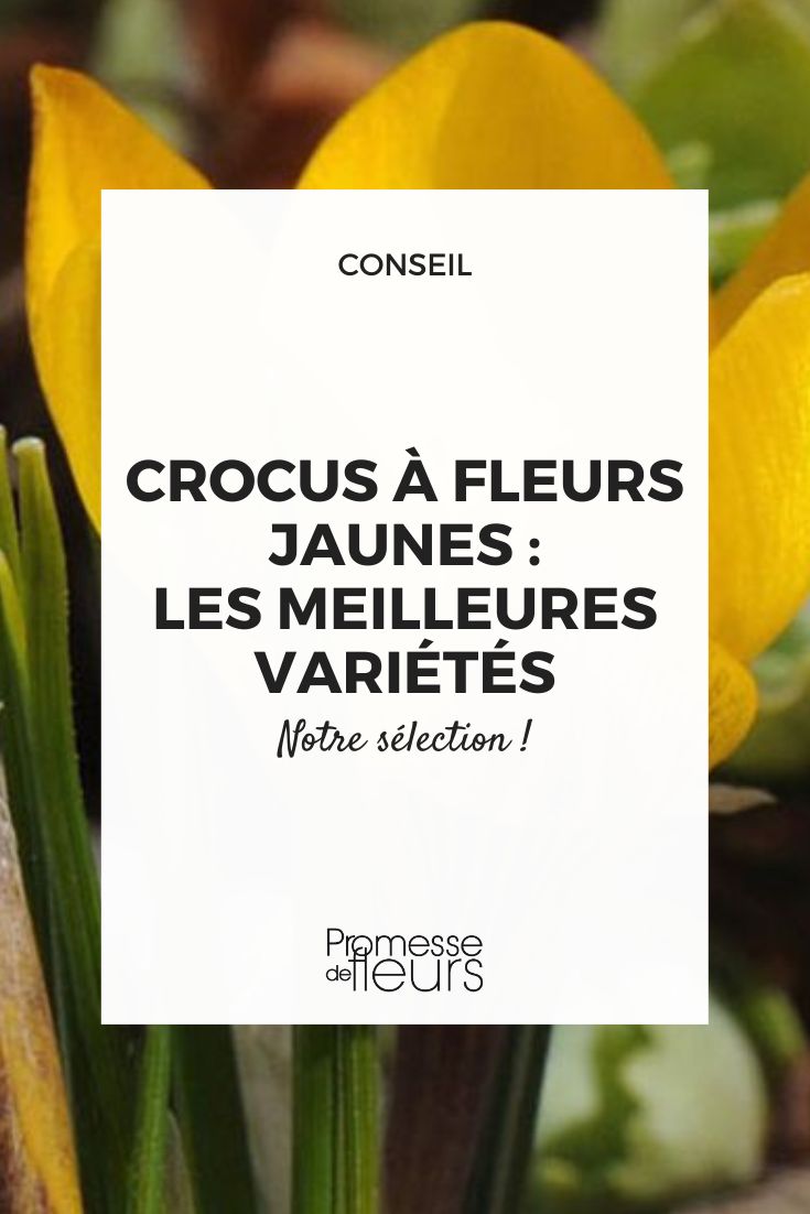 Yellow Flowering Crocuses: The Best Varieties Crocus chrysanthus var. fuscotinctus
