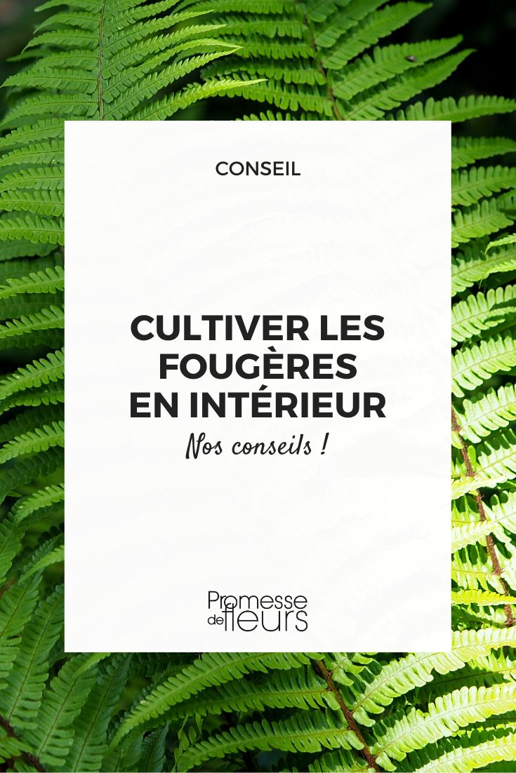 Caring for an indoor fern