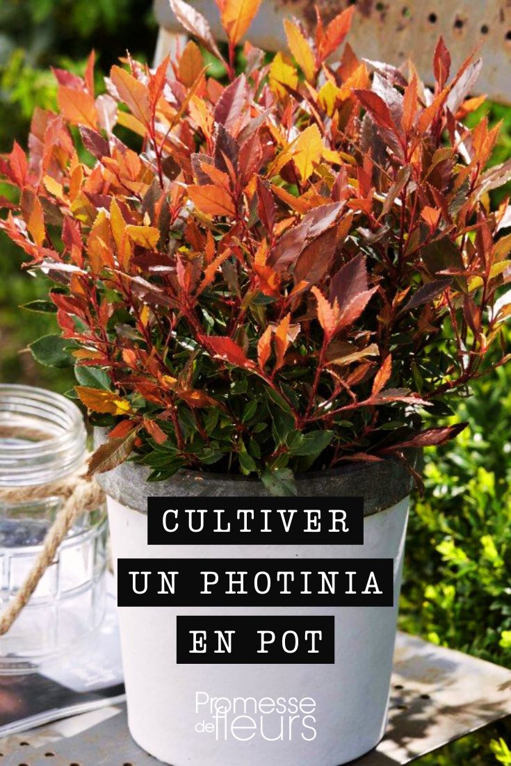 Tips for growing Photinia

Photinia is a beautiful shrub that is easy to grow in the garden. Here are some tips to help you successfully cultivate Photinia:

1. **Location**: Plant your Photinia in a sunny or partially shaded spot with well-draining soil.

2. **Watering**: Water your Photinia regularly, especially during dry periods. Make sure the soil is moist but not waterlogged.

3. **Pruning**: Prune your Photinia in late winter or early spring to maintain its shape and encourage new growth.

4. **Fertilizing**: Feed your Photinia with a balanced fertilizer in spring to promote healthy growth.

5. **Pests and Diseases**: Keep an eye out for common pests like aphids and scale insects. Treat any infestations promptly. Photinia is also susceptible to fungal diseases, so ensure good air circulation around the plant.

6. **Mulching**: Apply a layer of mulch around the base of your Photinia to help retain moisture and suppress weeds.

7. **Winter Protection**: In colder regions, consider protecting your Photinia from frost and cold winds.

By following these tips, you can enjoy a thriving Photinia shrub in your garden.