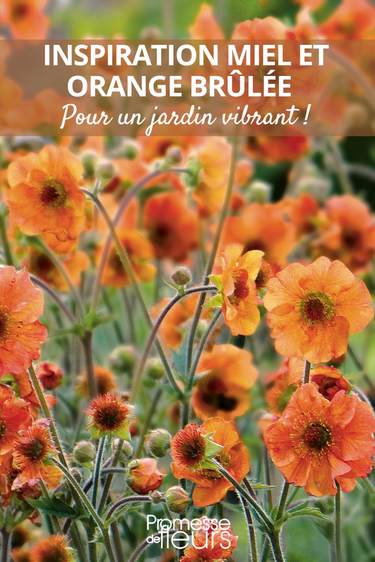 orange hues in the garden trend