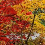 Design a flamboyant garden with autumn foliage