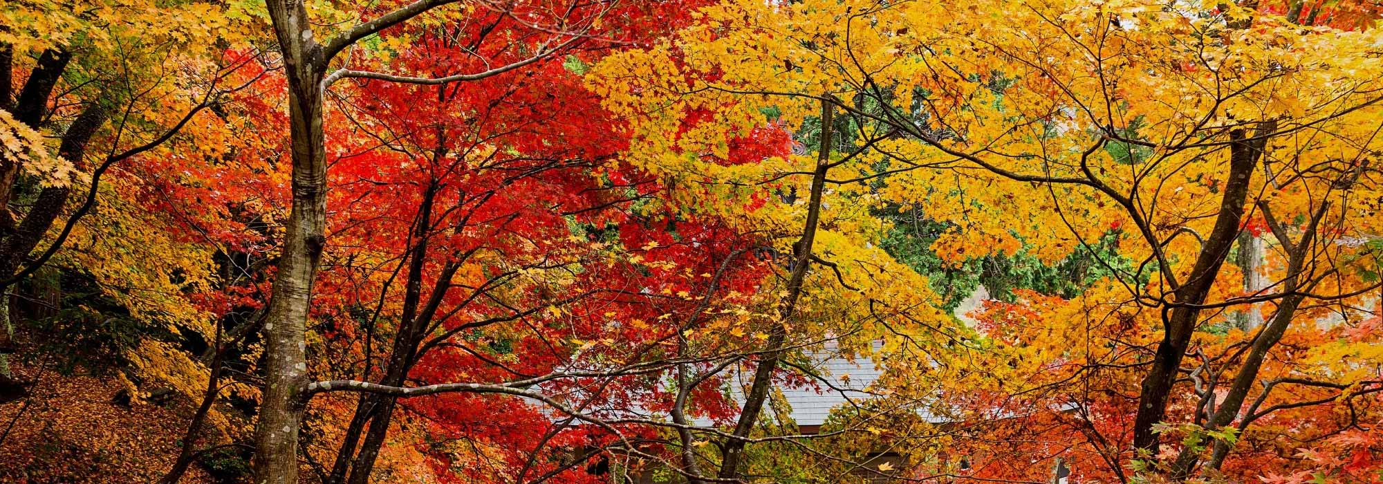 Design a flamboyant garden with autumn foliage