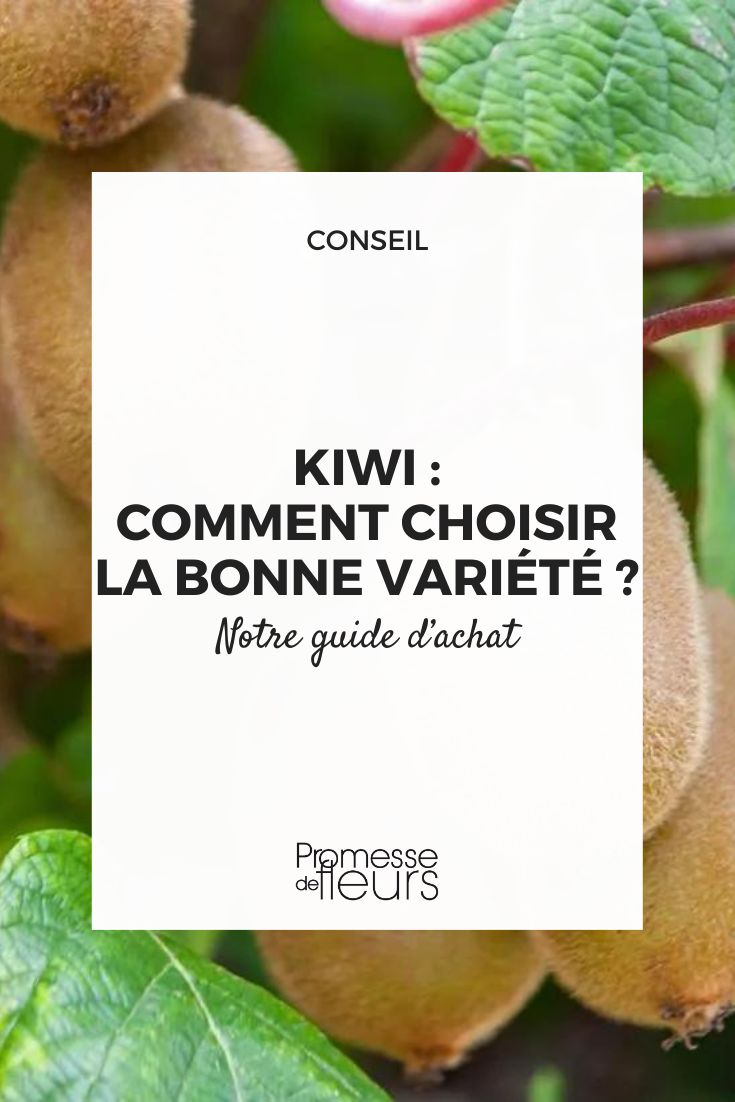 Our buying guide for your kiwi tree according to various criteria