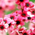 Pink-flowered Leptospermums: the most beautiful varieties