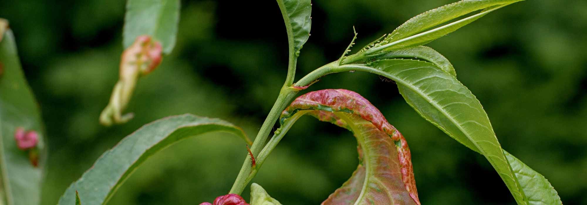 Identifying the main insect pests and diseases of fruit trees