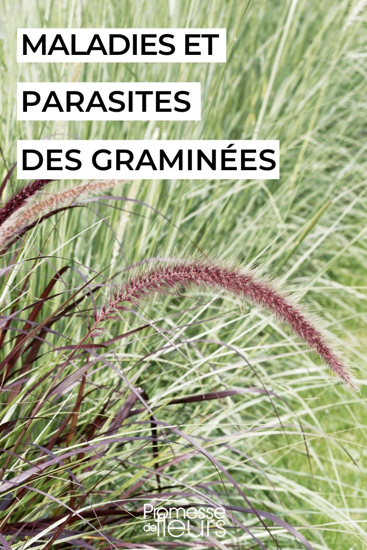 grass diseases pests care maintenance