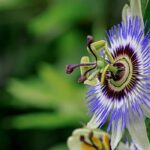Passionflower: how to protect it from the cold?