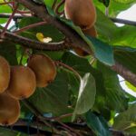 Why isn't my kiwi plant fruiting?