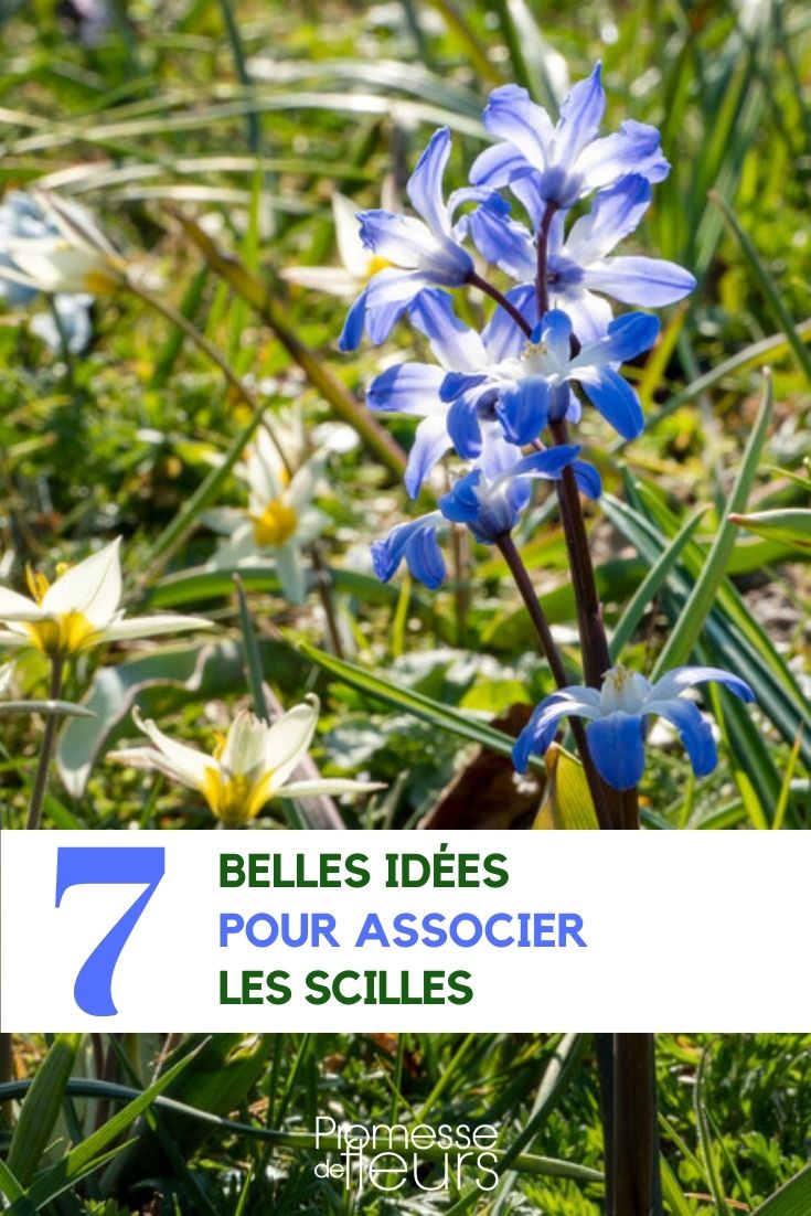 associate the squills scilla