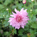 Pruning and pinching Chrysanthemums: our tips