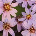 The best varieties of asters for cut flower arrangements