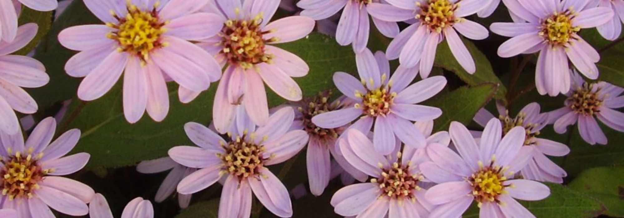 The best varieties of asters for cut flower arrangements