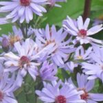 7 Early-flowering autumn asters
