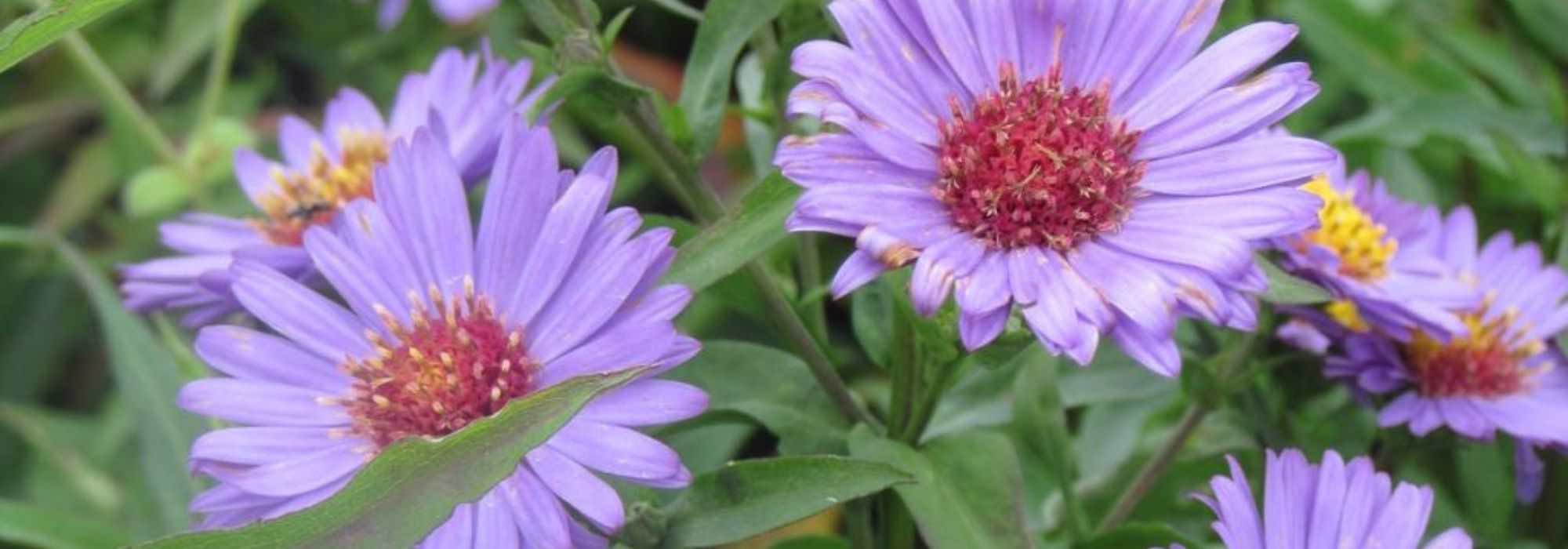 7 Double-flowered Asters to have in the garden
