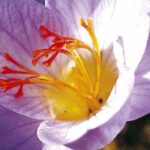 5 late autumn flowering bulbs