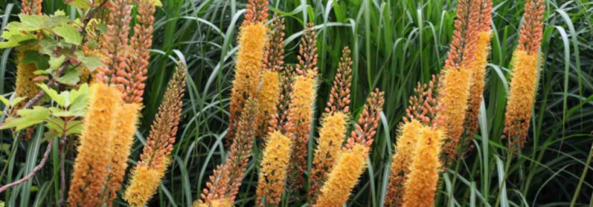 5 late-spring flowering bulbs