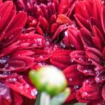 The top 5 chrysanthemums with red flowers