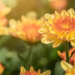 5 Chrysanthemums with yellow or orange flowers