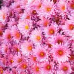 5 pink chrysanthemums