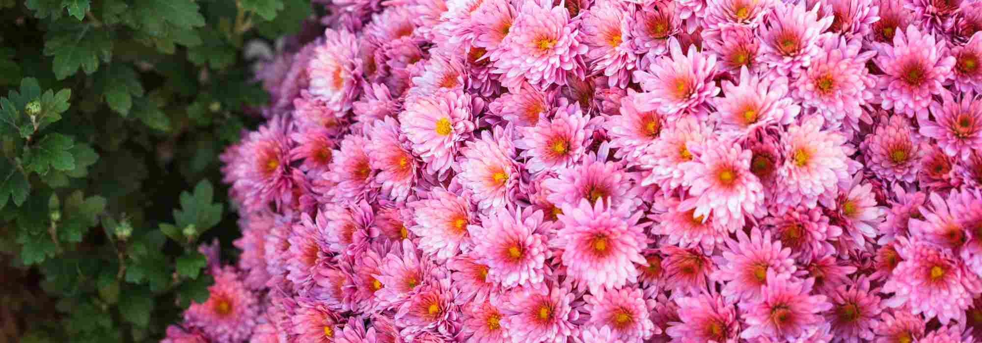 5 pink chrysanthemums