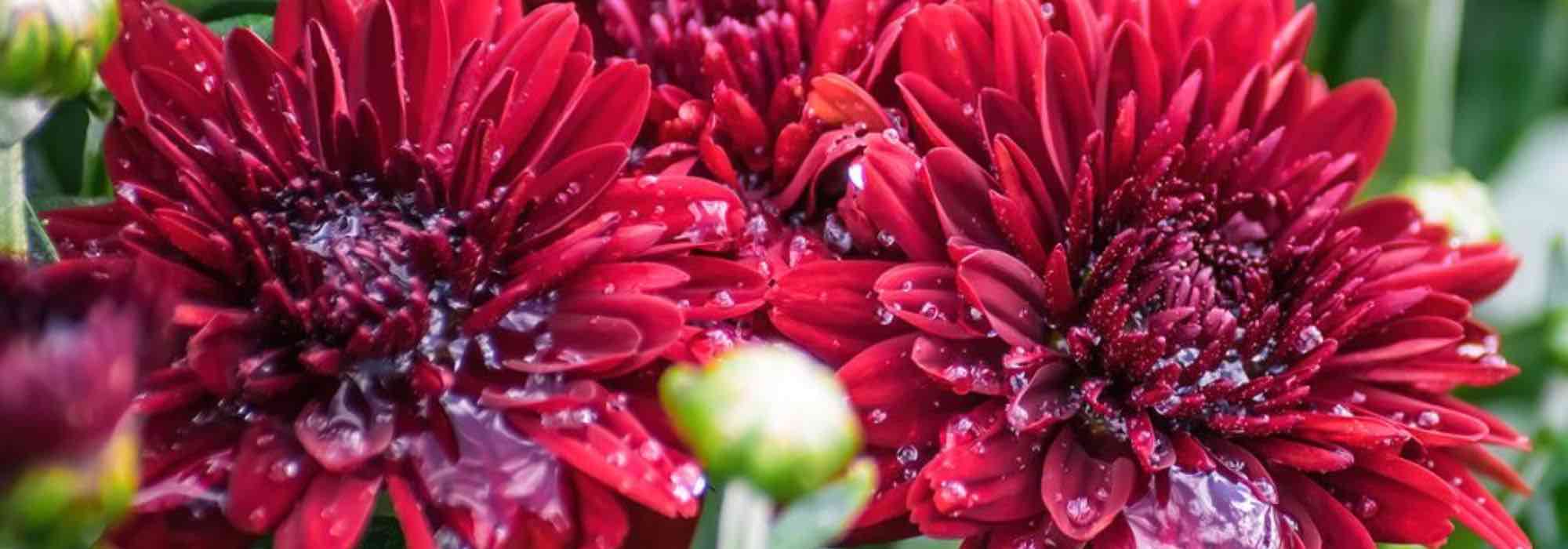 The top 5 chrysanthemums with red flowers