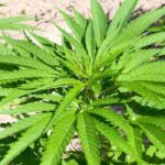 How to grow hemp?