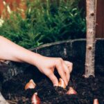 How to fail at planting your bulbs in 5 lessons?