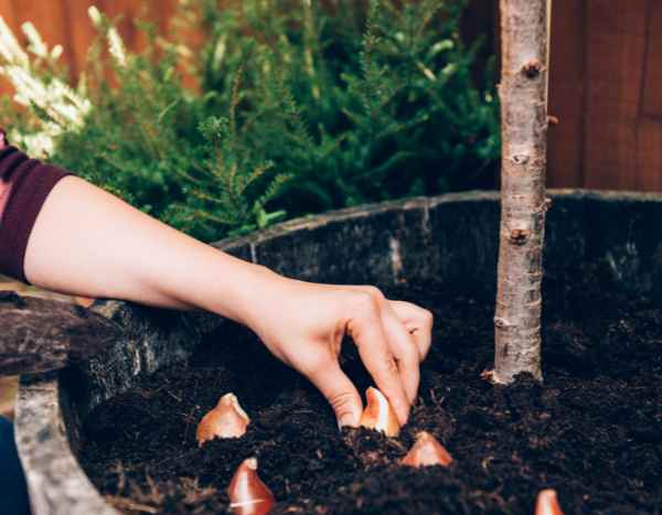 How to Fail at Planting Your Bulbs in 5 Lessons?