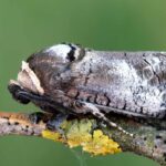 Garden pest: Cossus, the goat moth