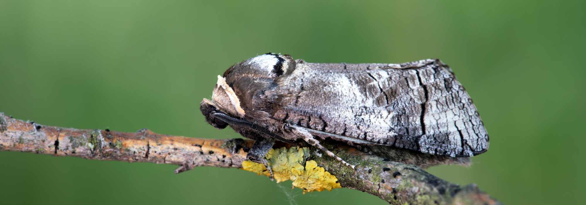 Garden pest: Cossus, the goat moth