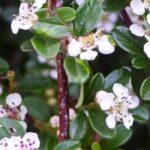 Cotoneaster: the best varieties to plant up a slope