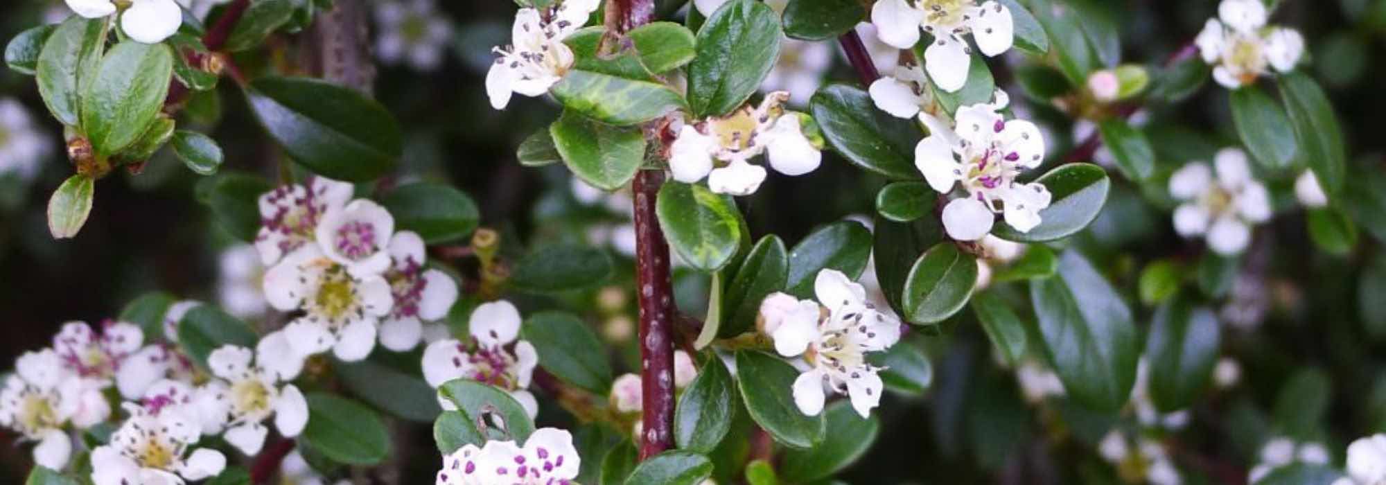 Cotoneaster: the best varieties for greening a slope