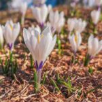 The best crocus varieties with white flowers for your garden