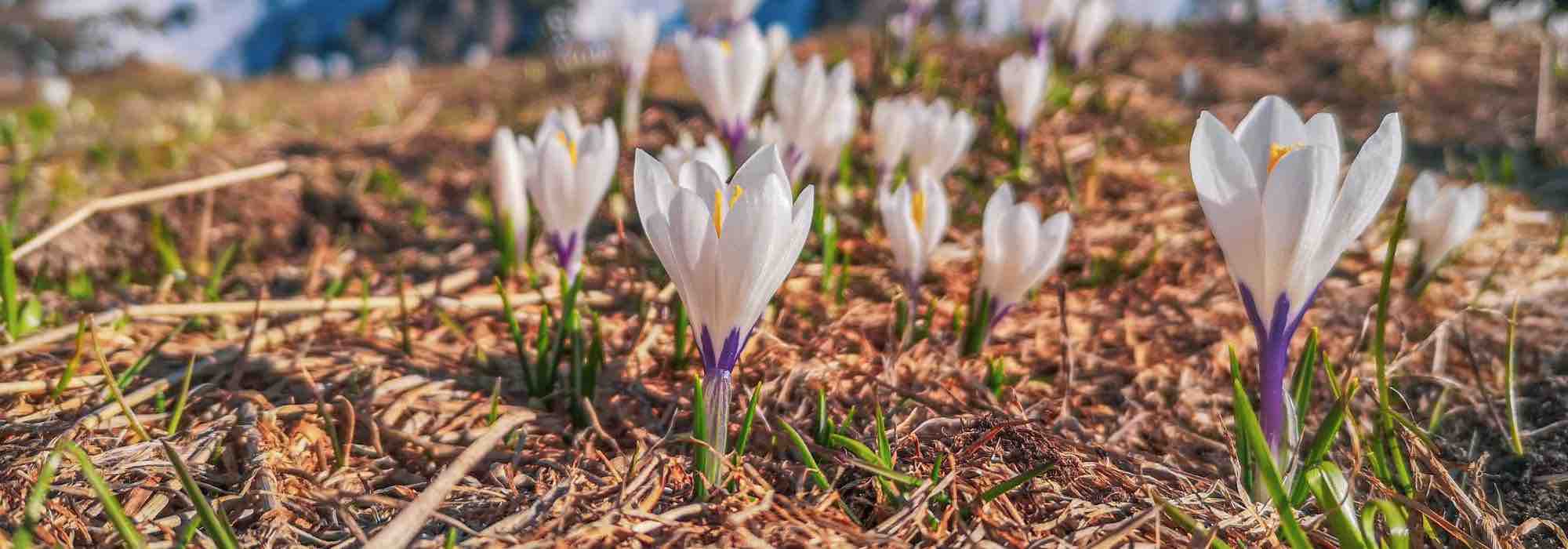 The best crocus varieties with white flowers for your garden