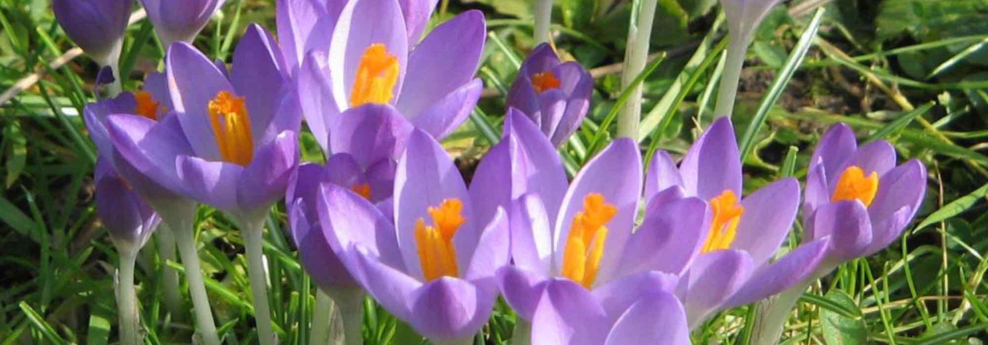 Top 5 purple-flowered crocus varieties for a colourful garden