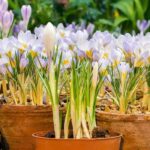 Growing Crocus in pots