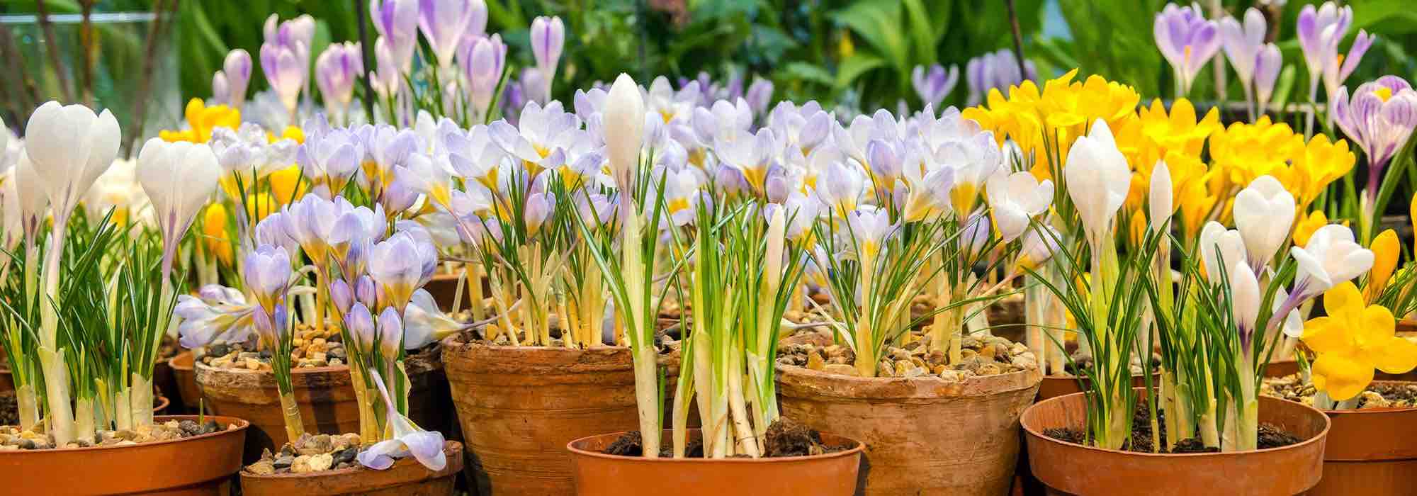 Growing Crocus in pots