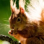 Garden visitor: the red squirrel